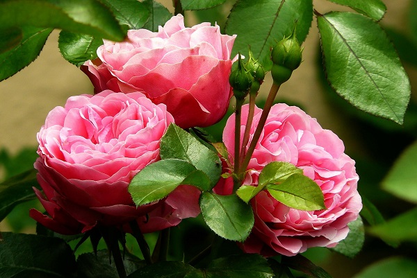 Кустовая садовая роза - один из самых популярных цветков!