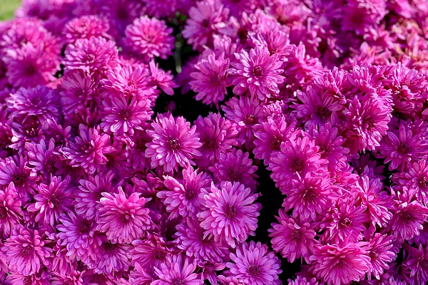 Астры - одни из самых популярных цветов на садовой клумбе